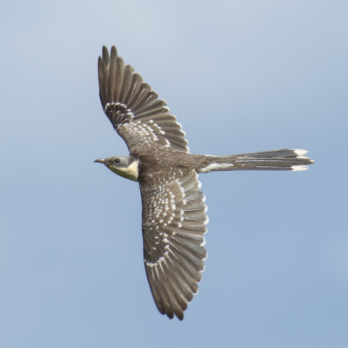 Great Spotted Cuckoo - ML618267066