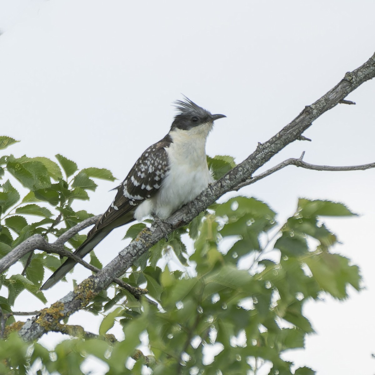 Great Spotted Cuckoo - ML618267067