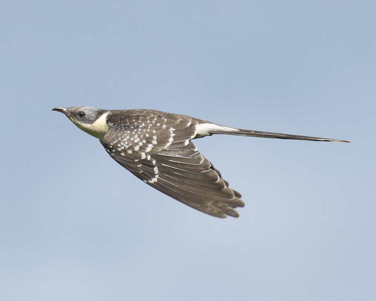 Great Spotted Cuckoo - ML618267068