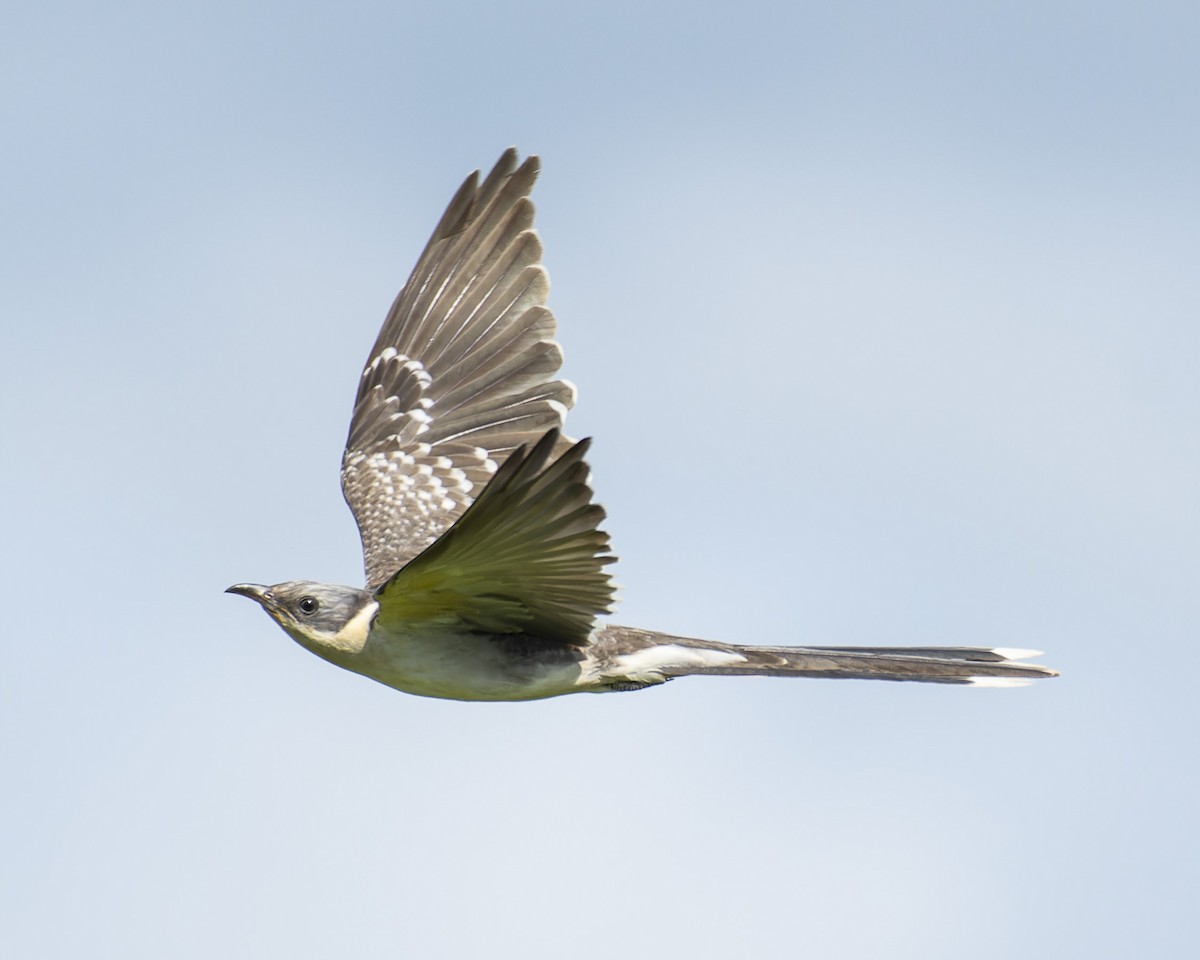 Great Spotted Cuckoo - ML618267069