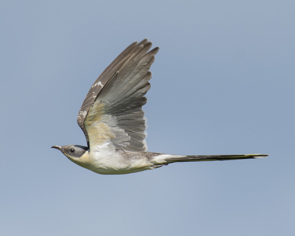 Great Spotted Cuckoo - ML618267070