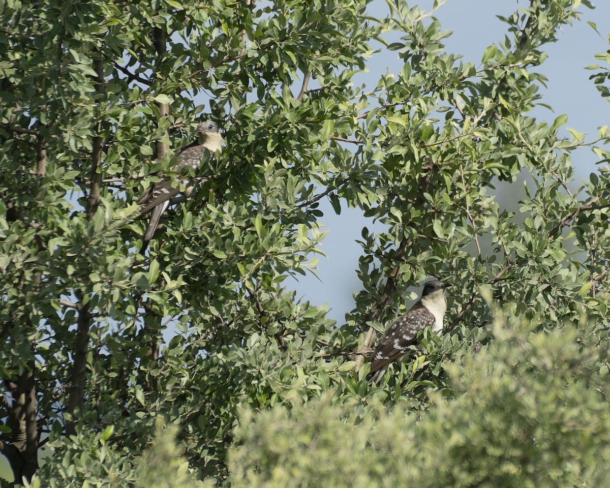 Great Spotted Cuckoo - ML618267071