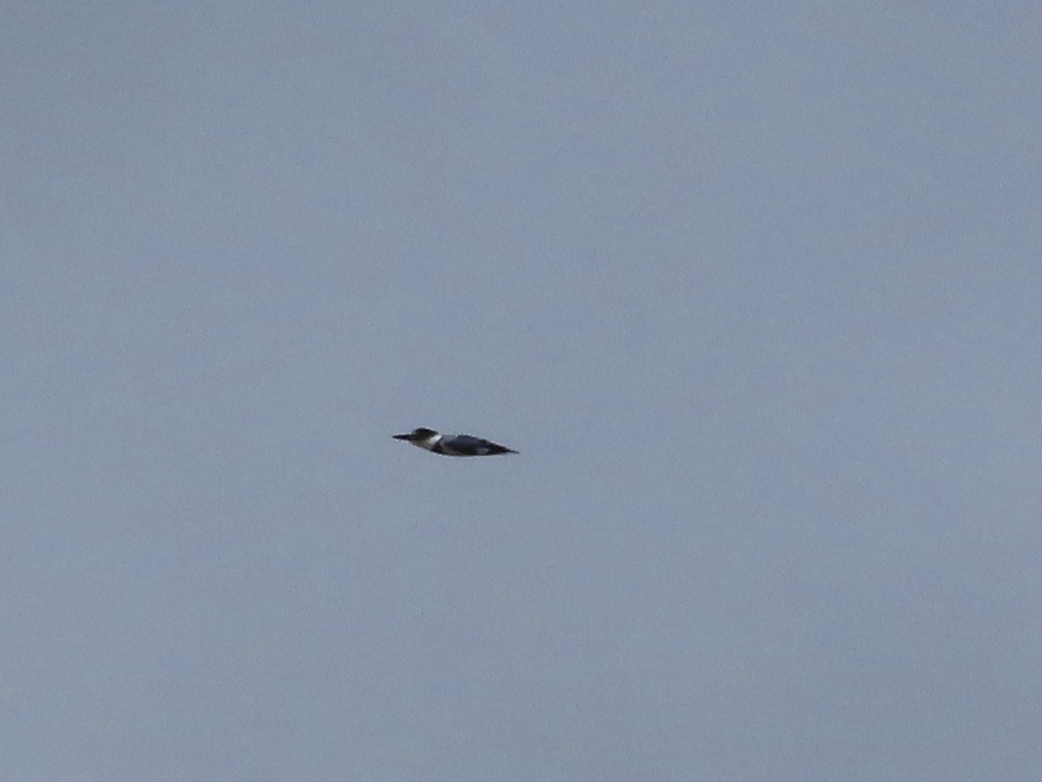 Belted Kingfisher - ML618267090