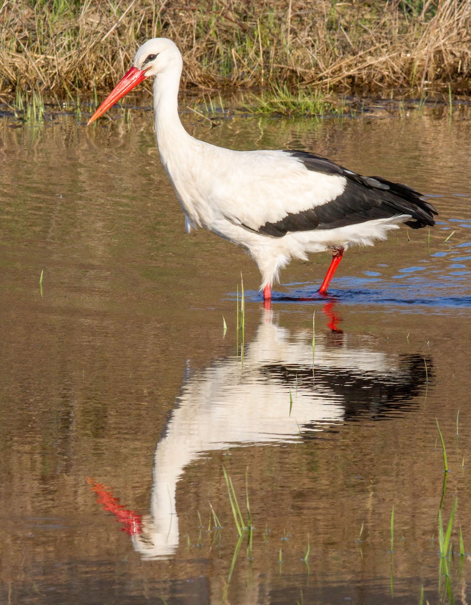 White Stork - ML618267092