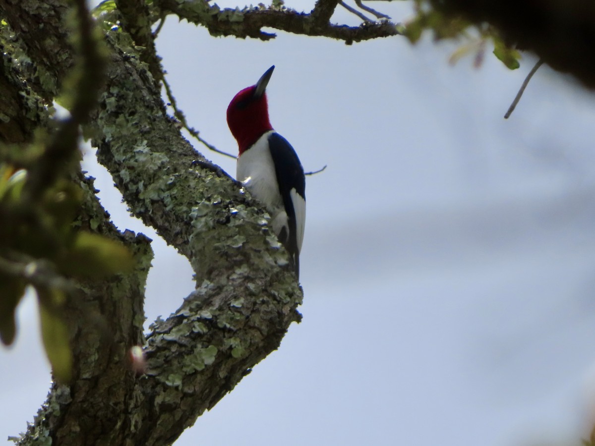 Red-headed Woodpecker - ML618267093