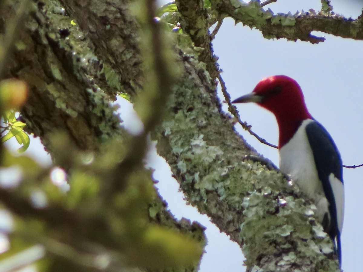 Red-headed Woodpecker - ML618267094