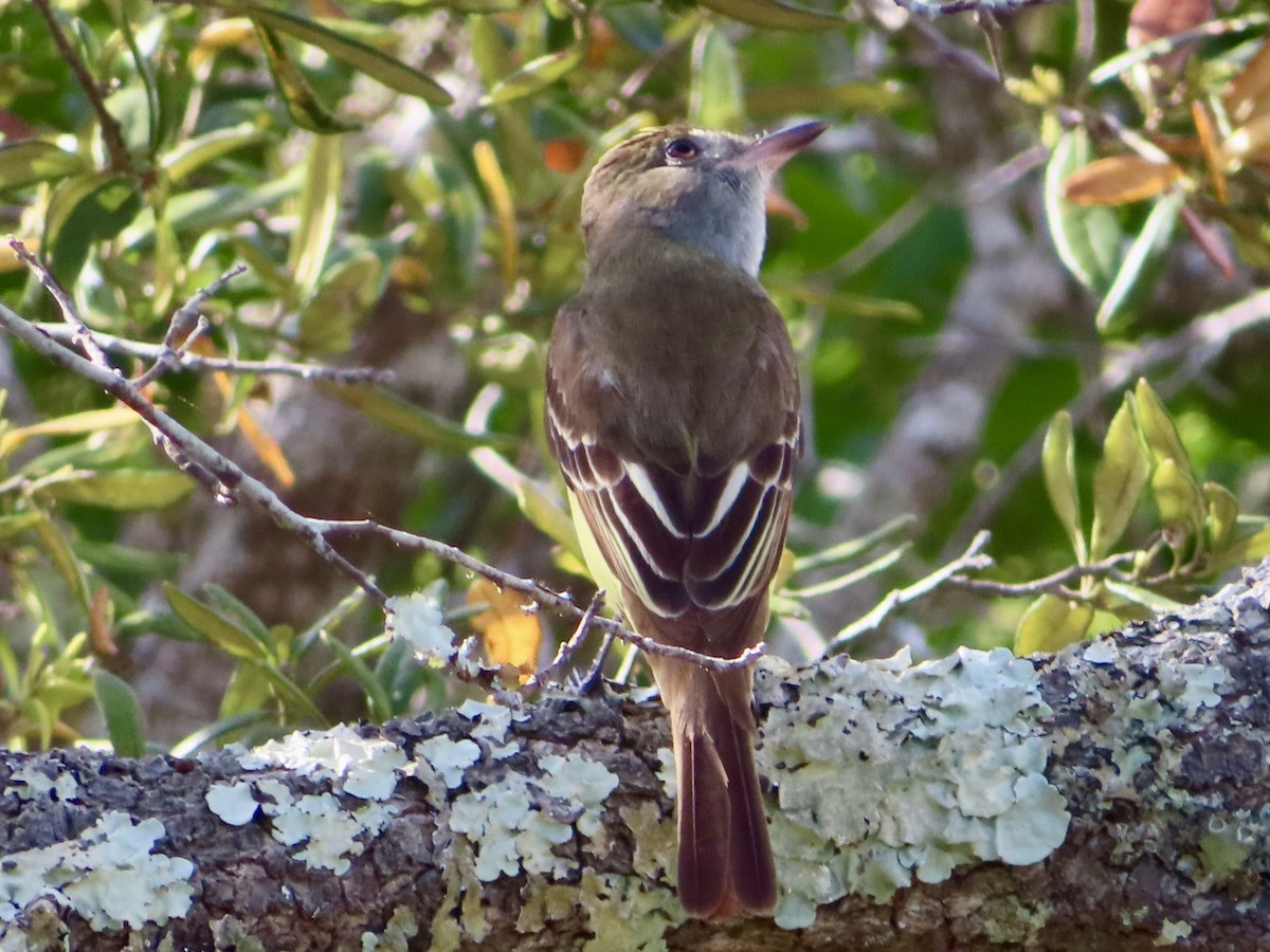 Great Crested Flycatcher - ML618267097