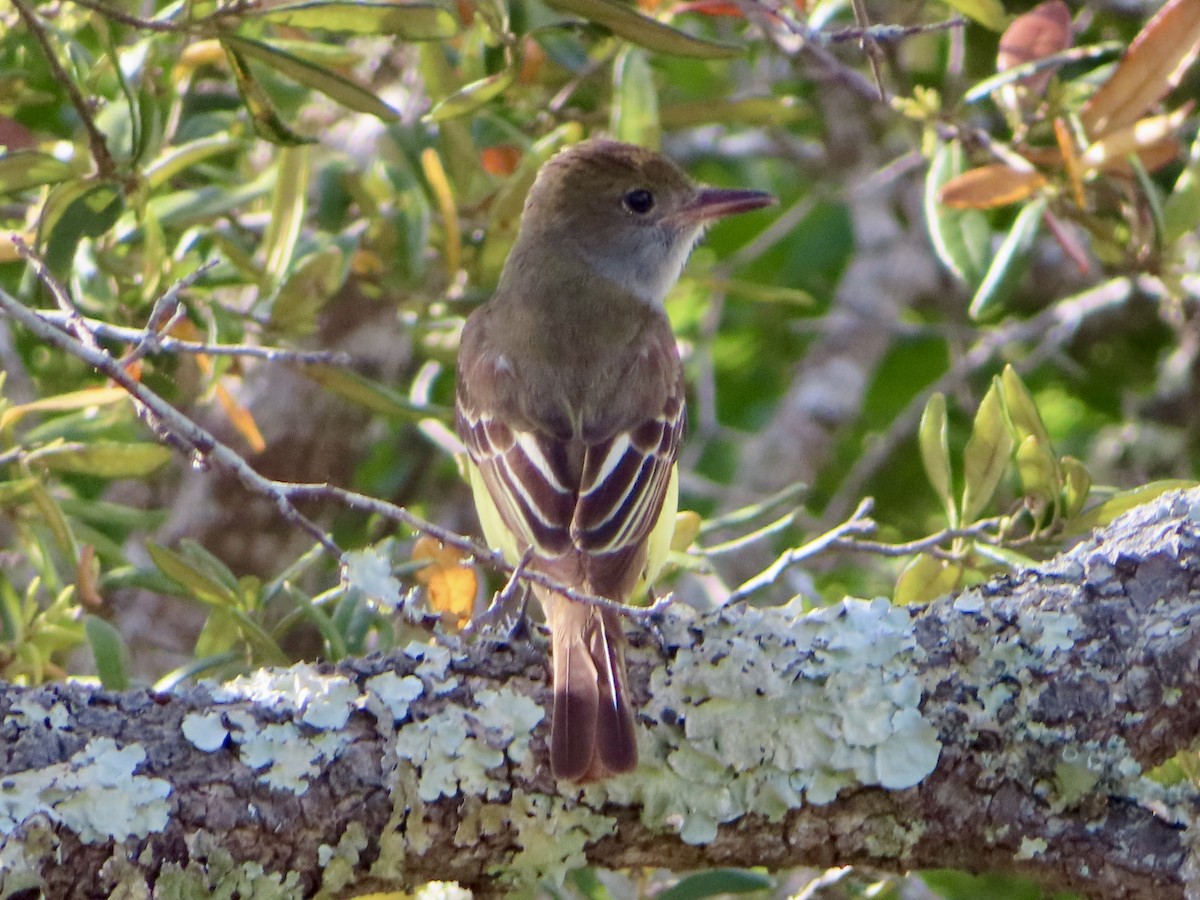 Great Crested Flycatcher - ML618267098
