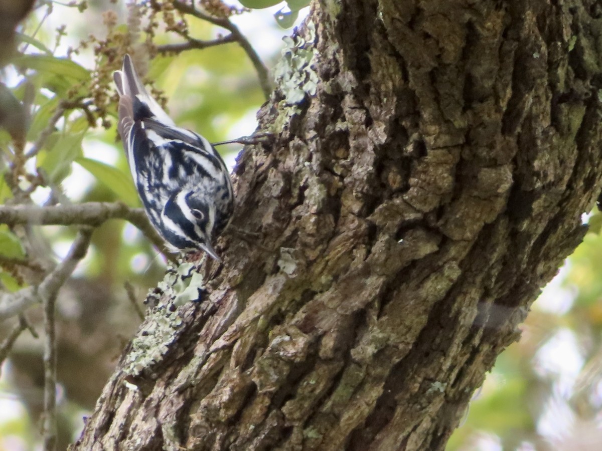 Black-and-white Warbler - ML618267144