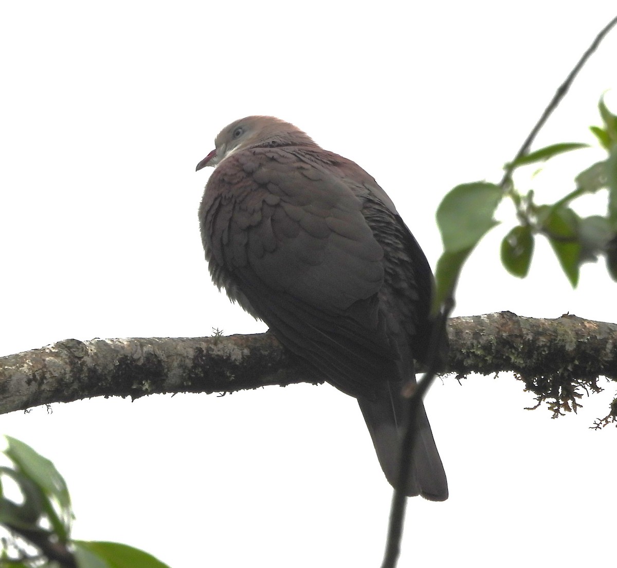 Mountain Imperial-Pigeon - ML618267147