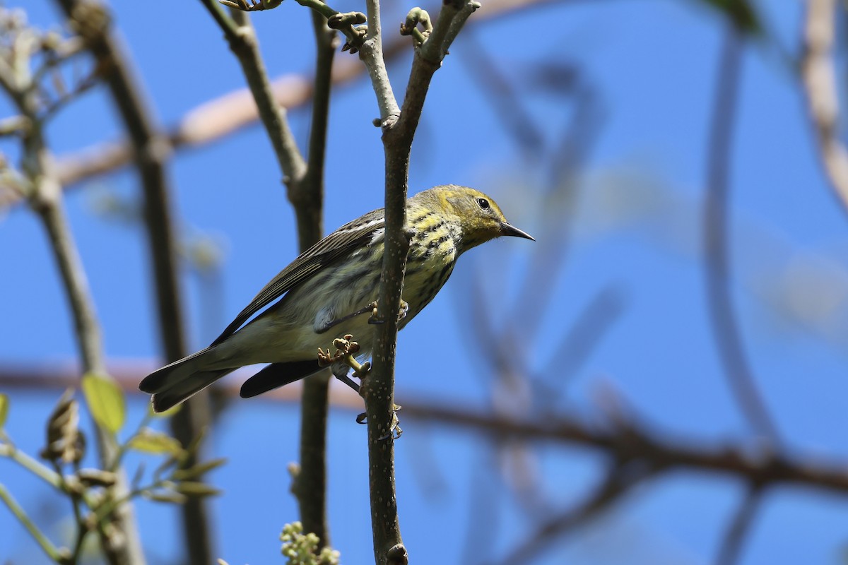 Cape May Warbler - ML618267207