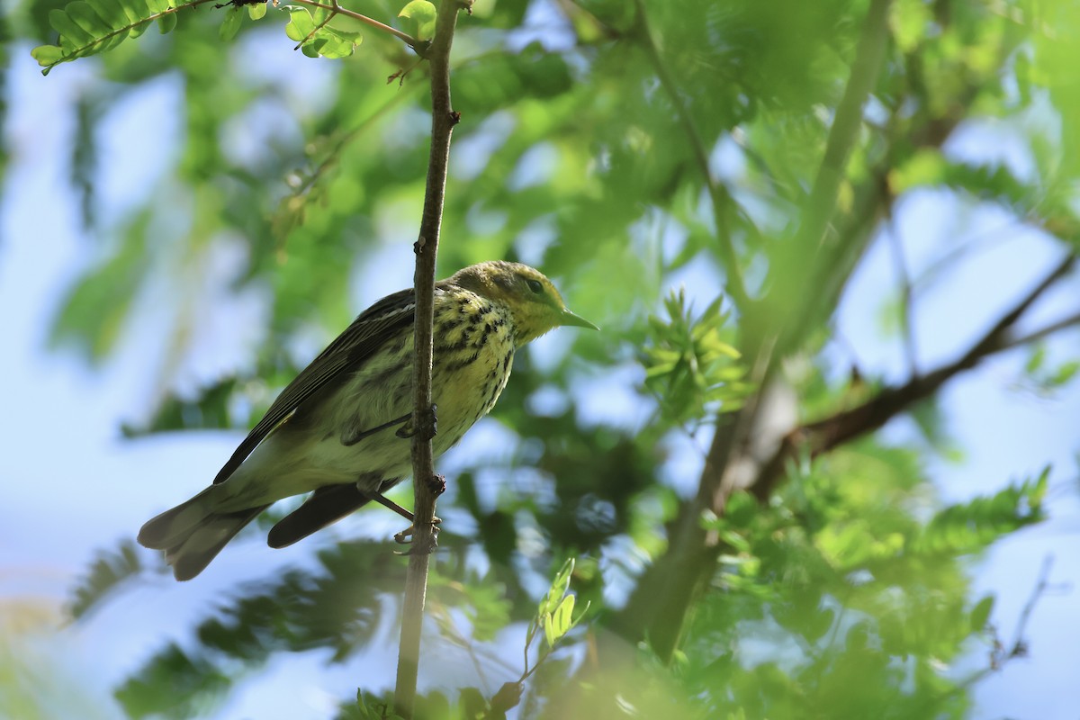 Cape May Warbler - ML618267208