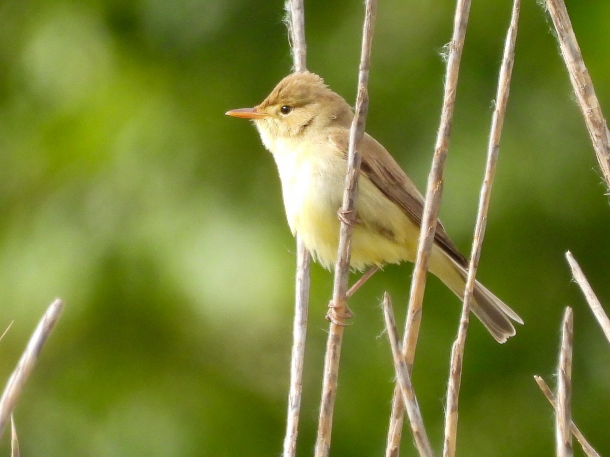 Melodious Warbler - ML618267216