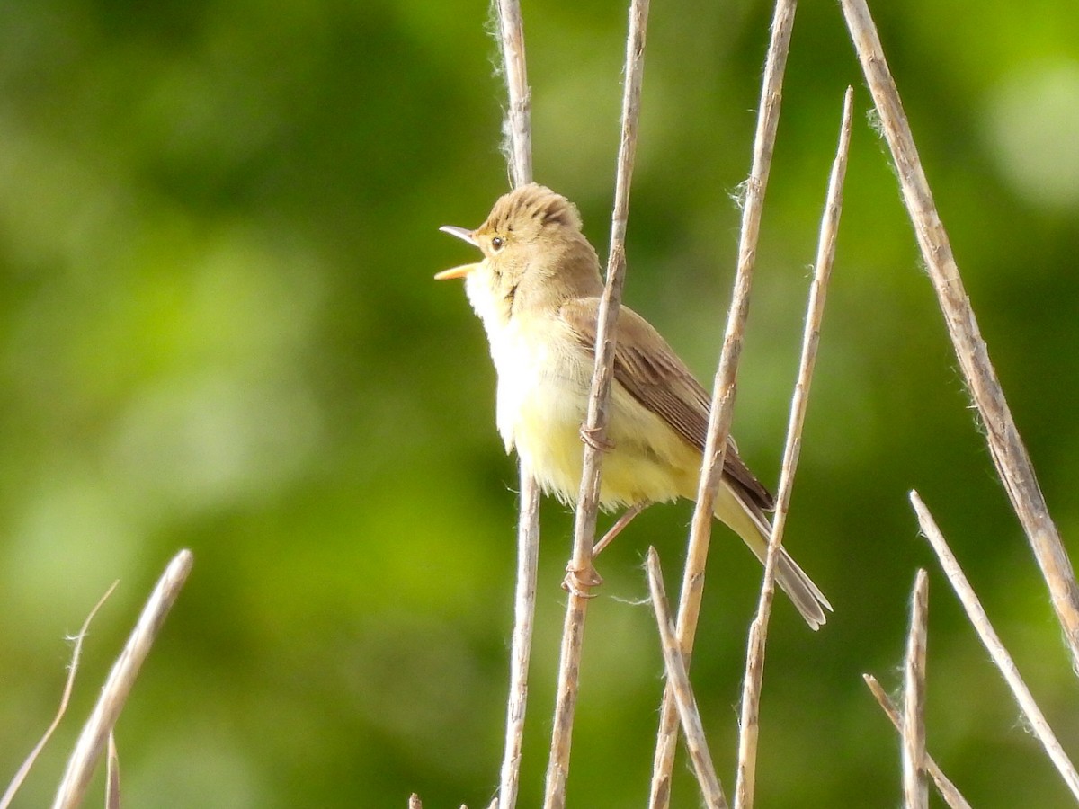 Melodious Warbler - ML618267217