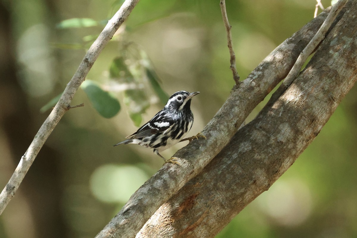 Black-and-white Warbler - ML618267219
