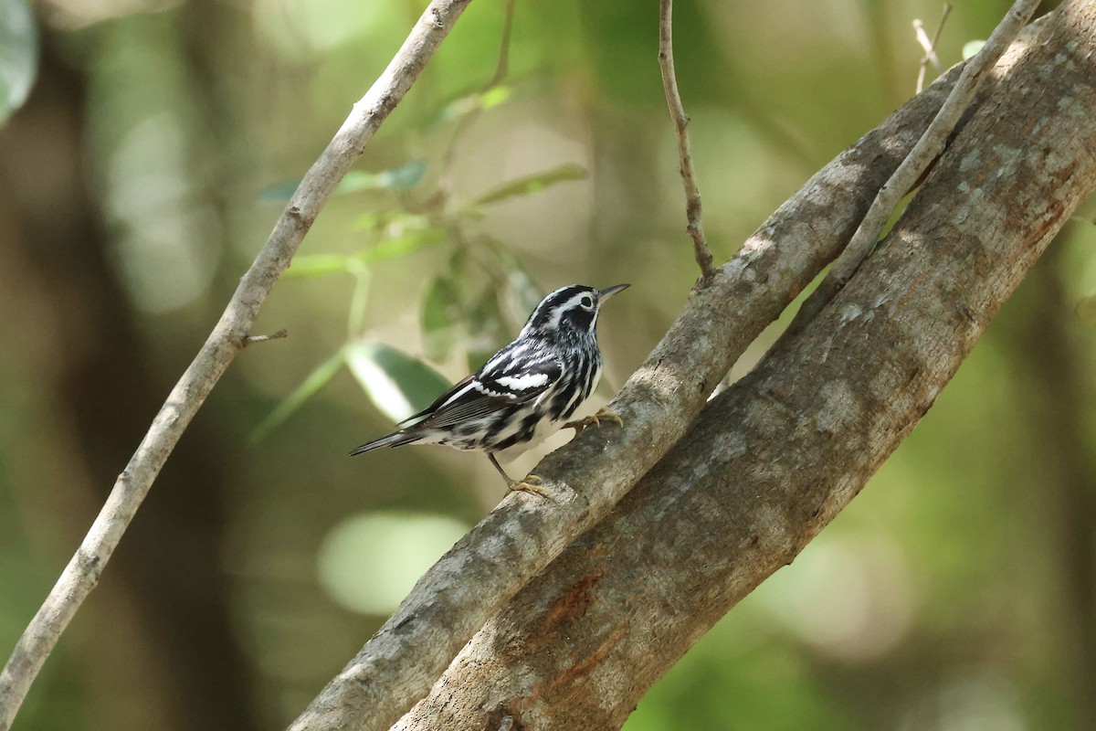 Black-and-white Warbler - ML618267221