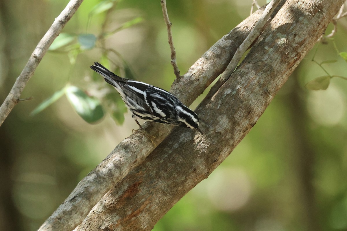 Black-and-white Warbler - ML618267223