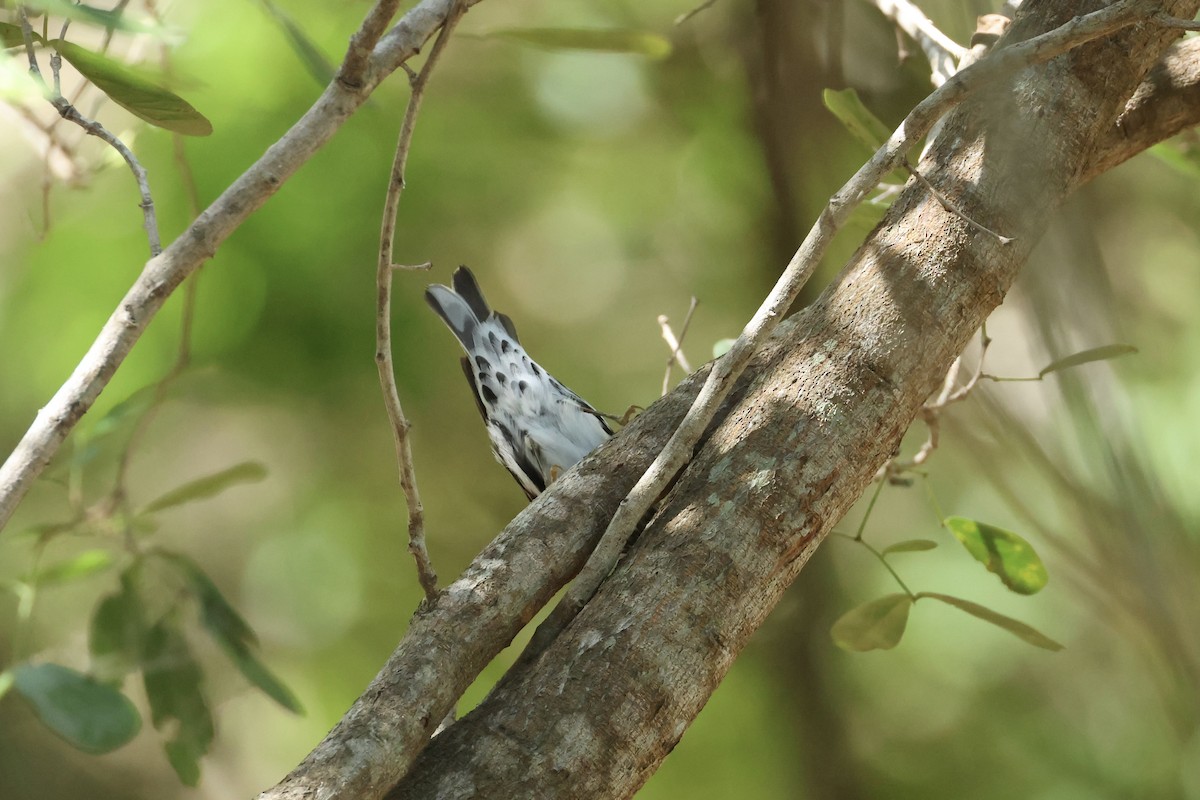 Black-and-white Warbler - ML618267224