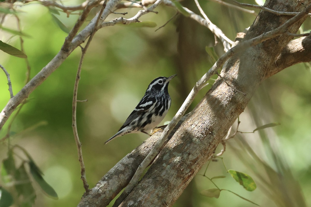 Black-and-white Warbler - ML618267227