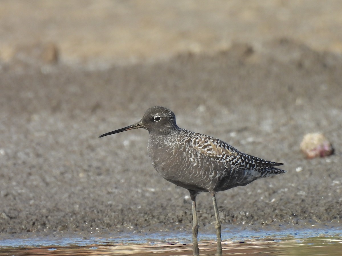 Spotted Redshank - ML618267286