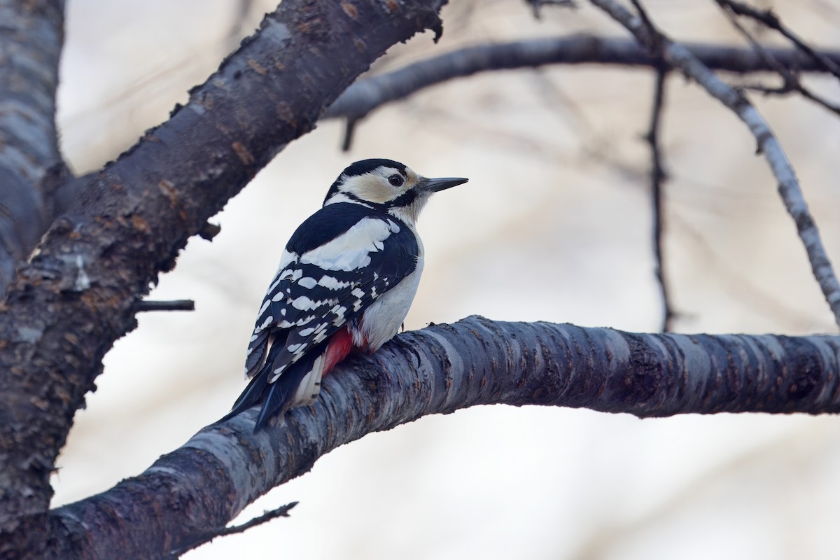 Great Spotted Woodpecker (japonicus) - ML618267288