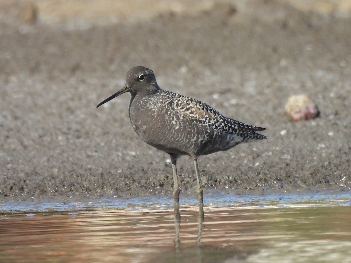 Spotted Redshank - ML618267292