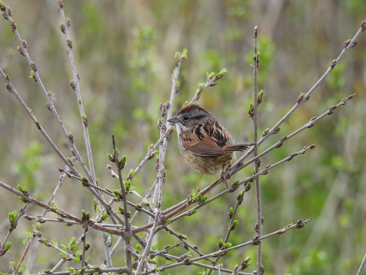 Swamp Sparrow - ML618267293