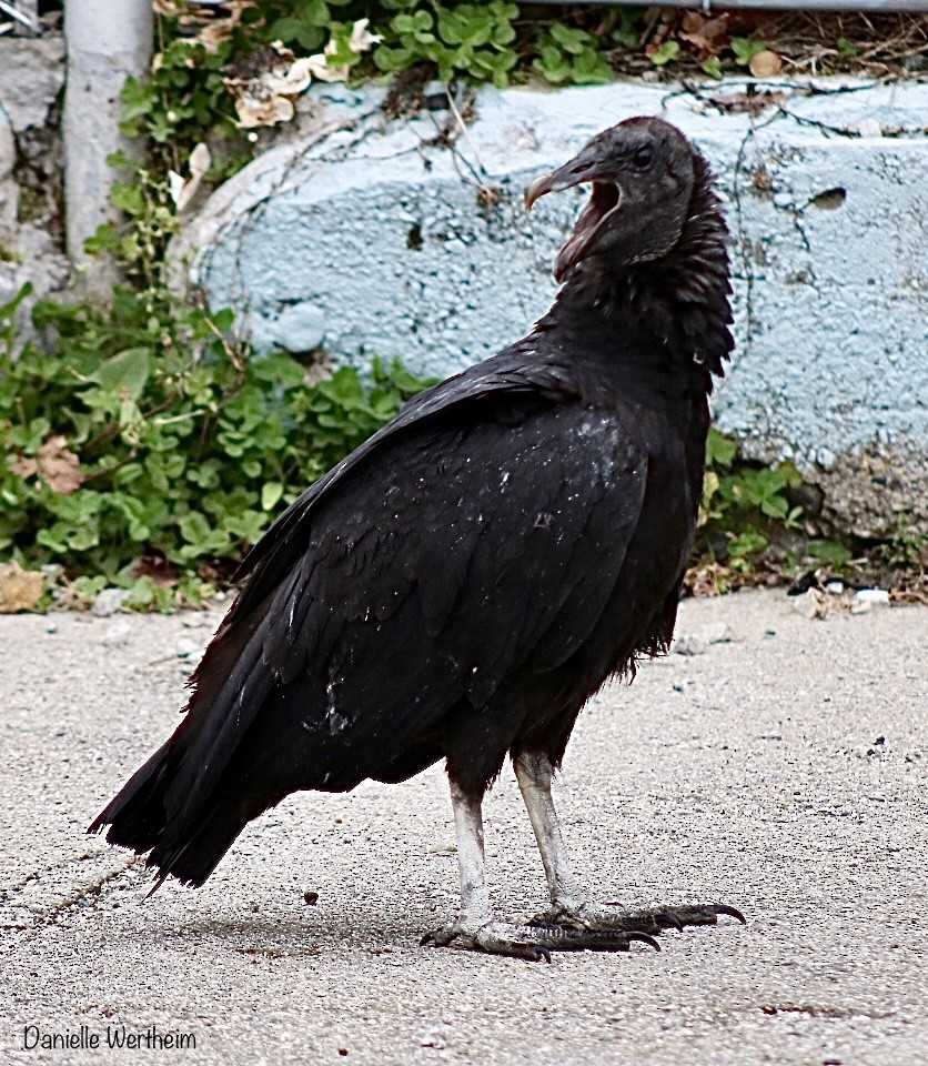 Black Vulture - Danielle Wertheim