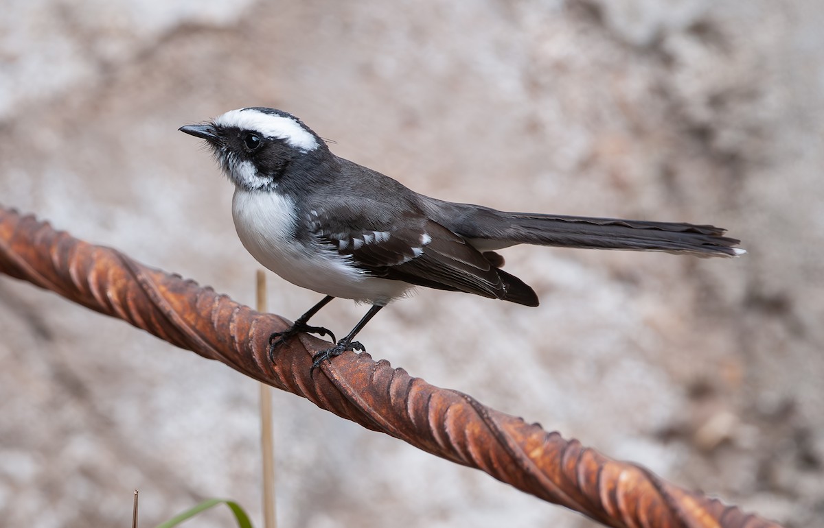 White-browed Fantail - ML618267349