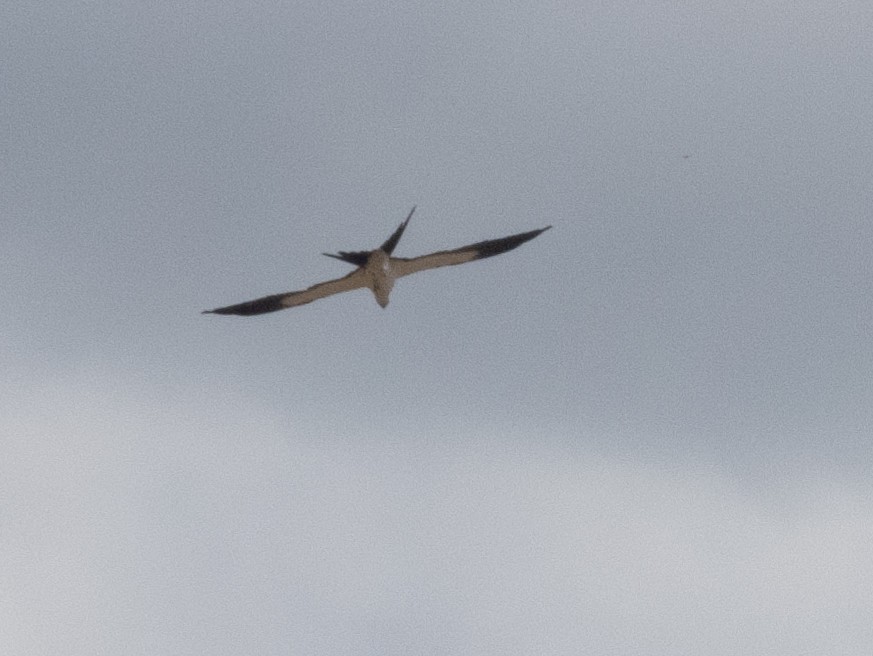 Swallow-tailed Kite - Ann Larson