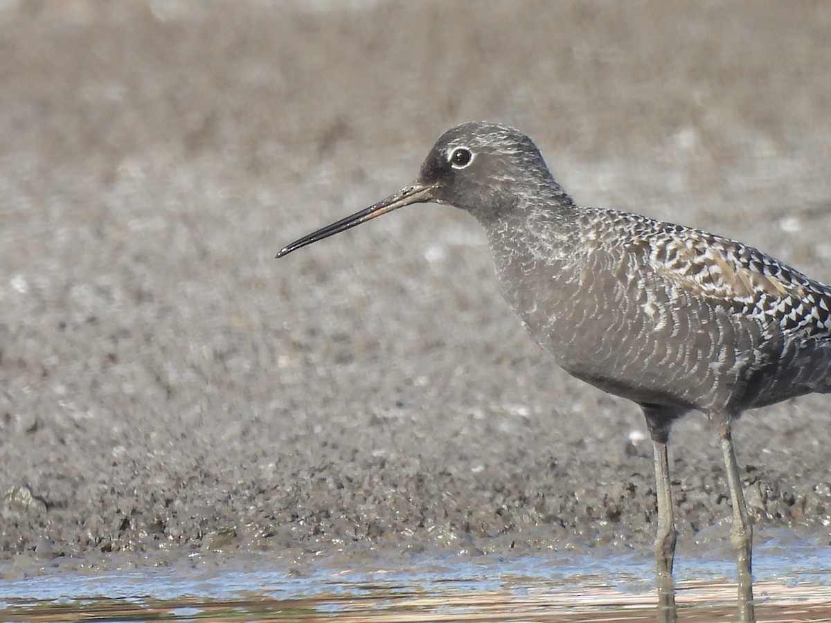 Spotted Redshank - ML618267363