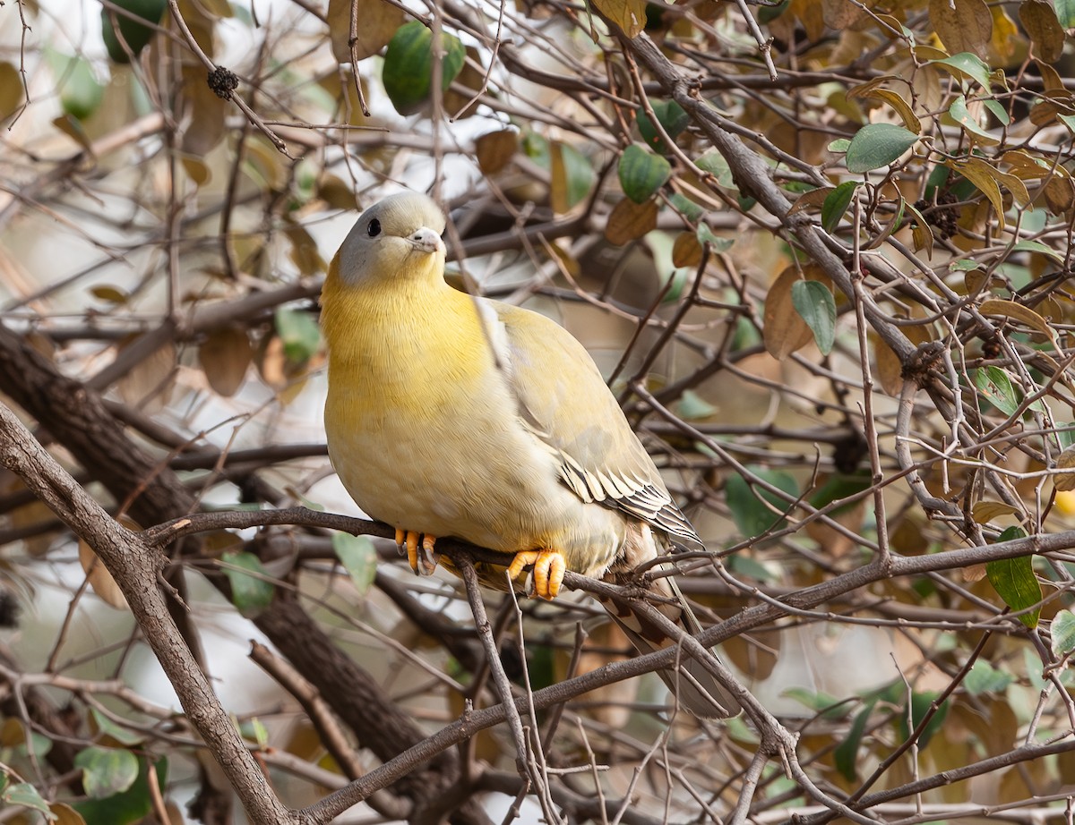 Yellow-footed Green-Pigeon - ML618267369