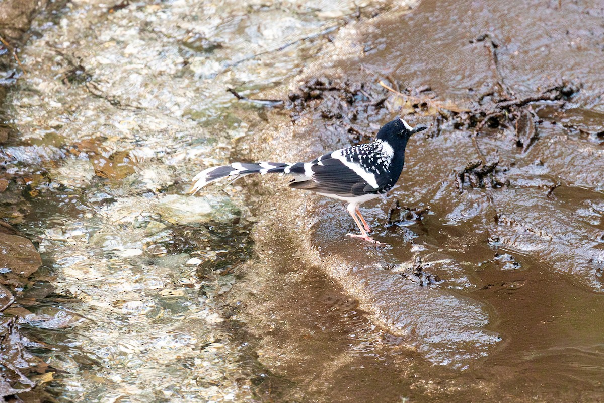 Spotted Forktail - ML618267372