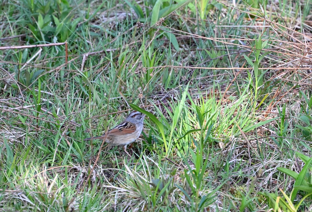 Swamp Sparrow - ML618267376