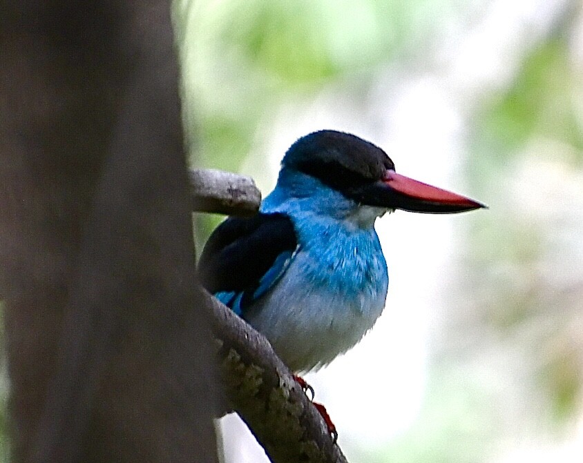 Blue-breasted Kingfisher - ML618267377
