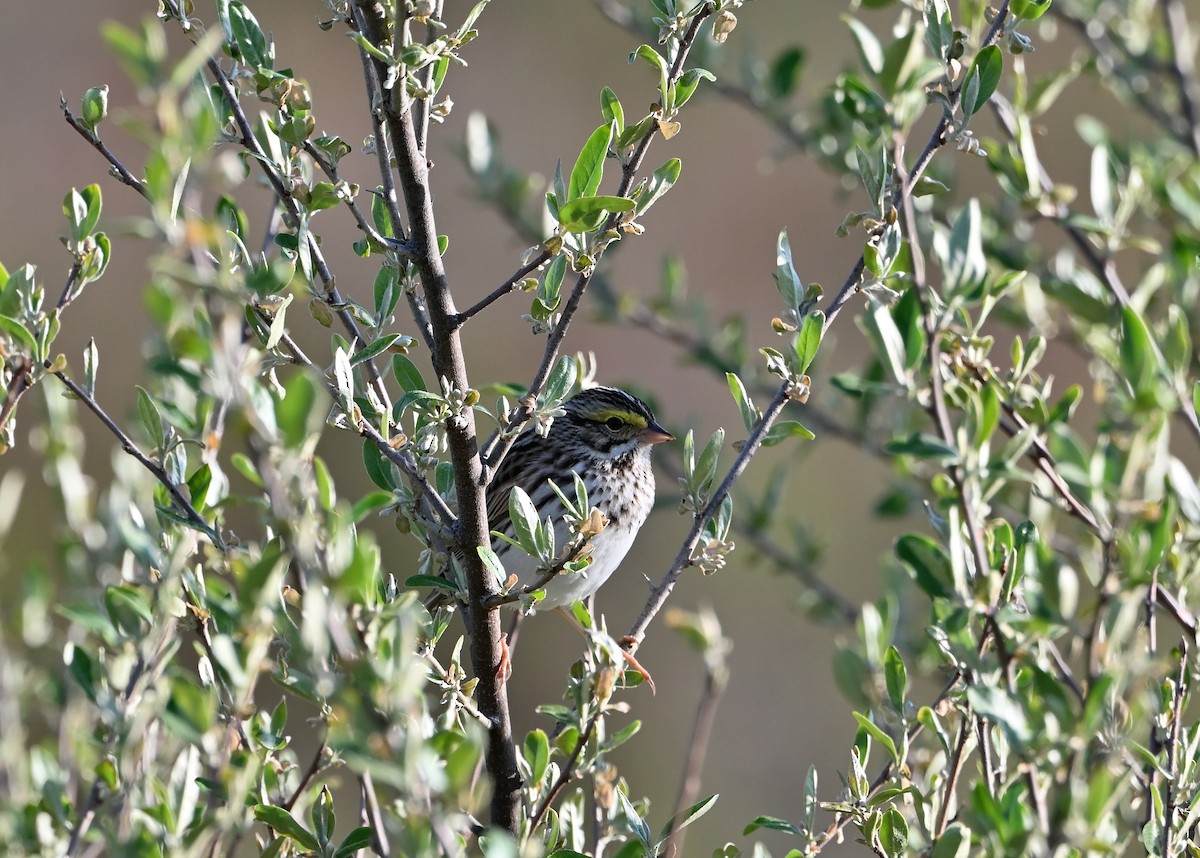 Savannah Sparrow - ML618267409
