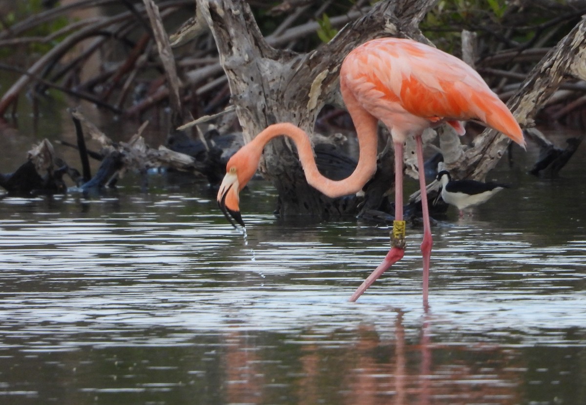 American Flamingo - Cisca  Rusch