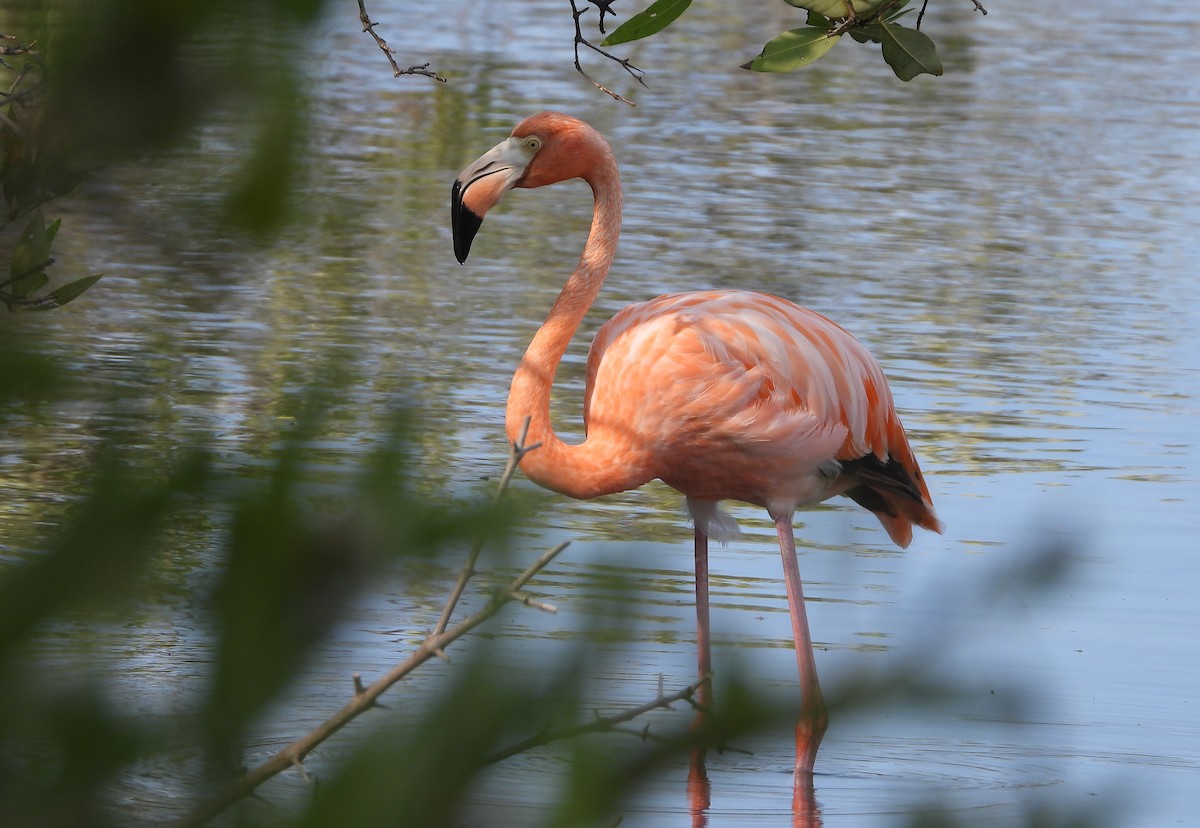 American Flamingo - ML618267434