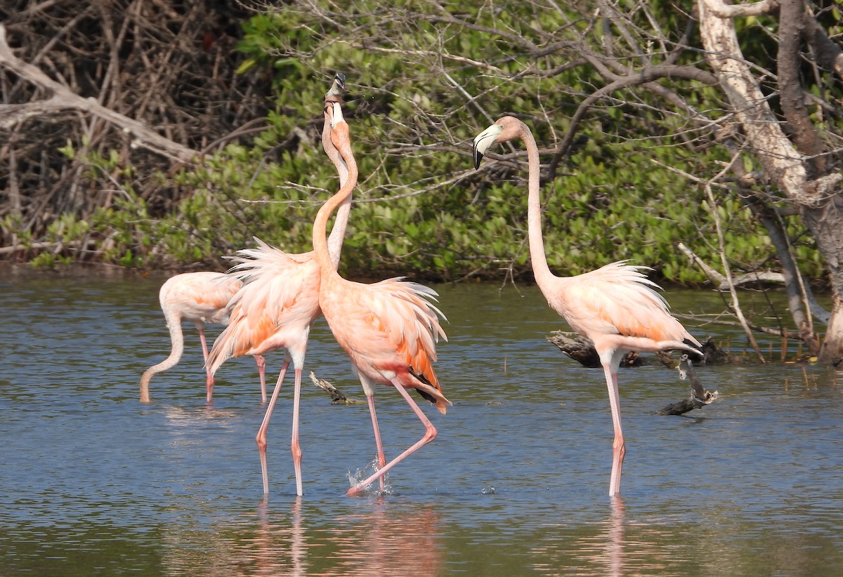 Amerika Flamingosu - ML618267435