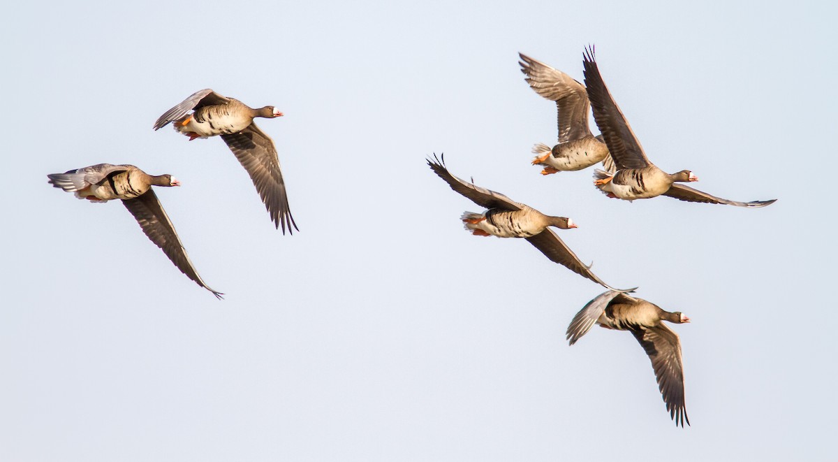 Greater White-fronted Goose - ML618267447