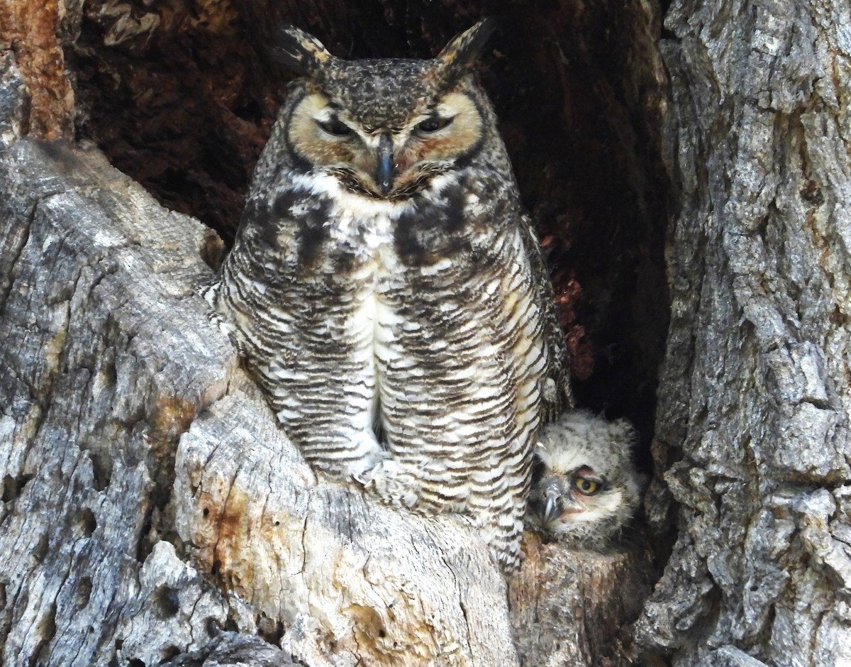 Great Horned Owl - ML618267454