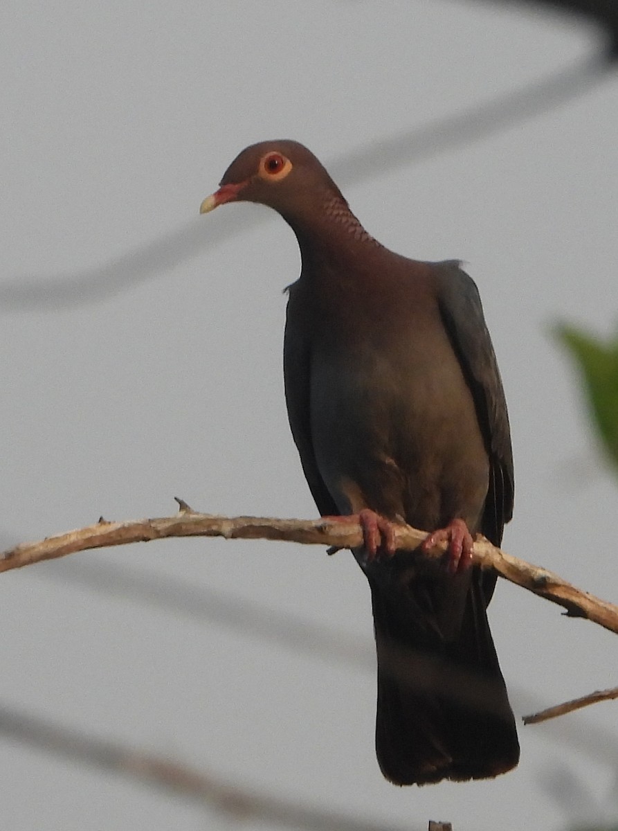 Scaly-naped Pigeon - ML618267465