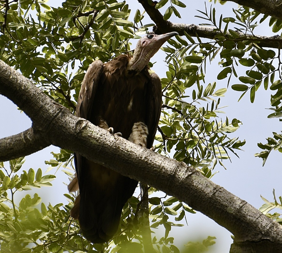 Hooded Vulture - ML618267490