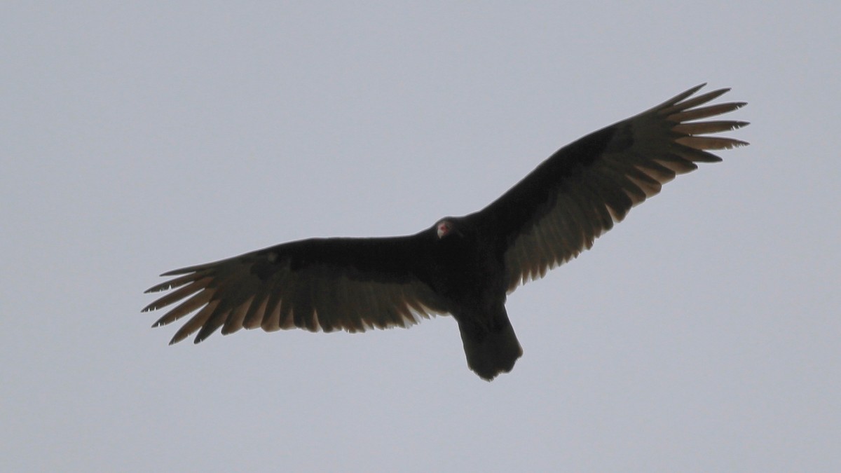 Turkey Vulture - ML618267504