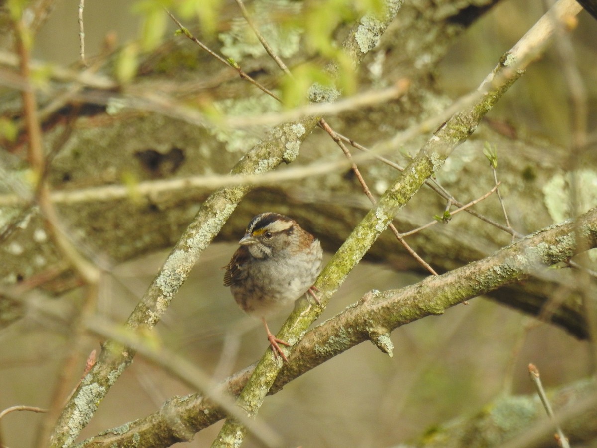 White-throated Sparrow - ML618267513