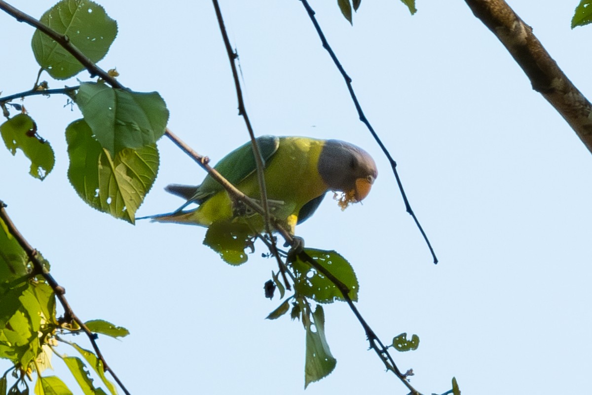 Plum-headed Parakeet - ML618267535