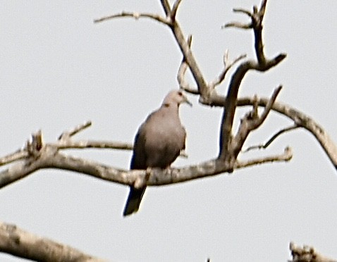 Red-eyed Dove - ML618267593