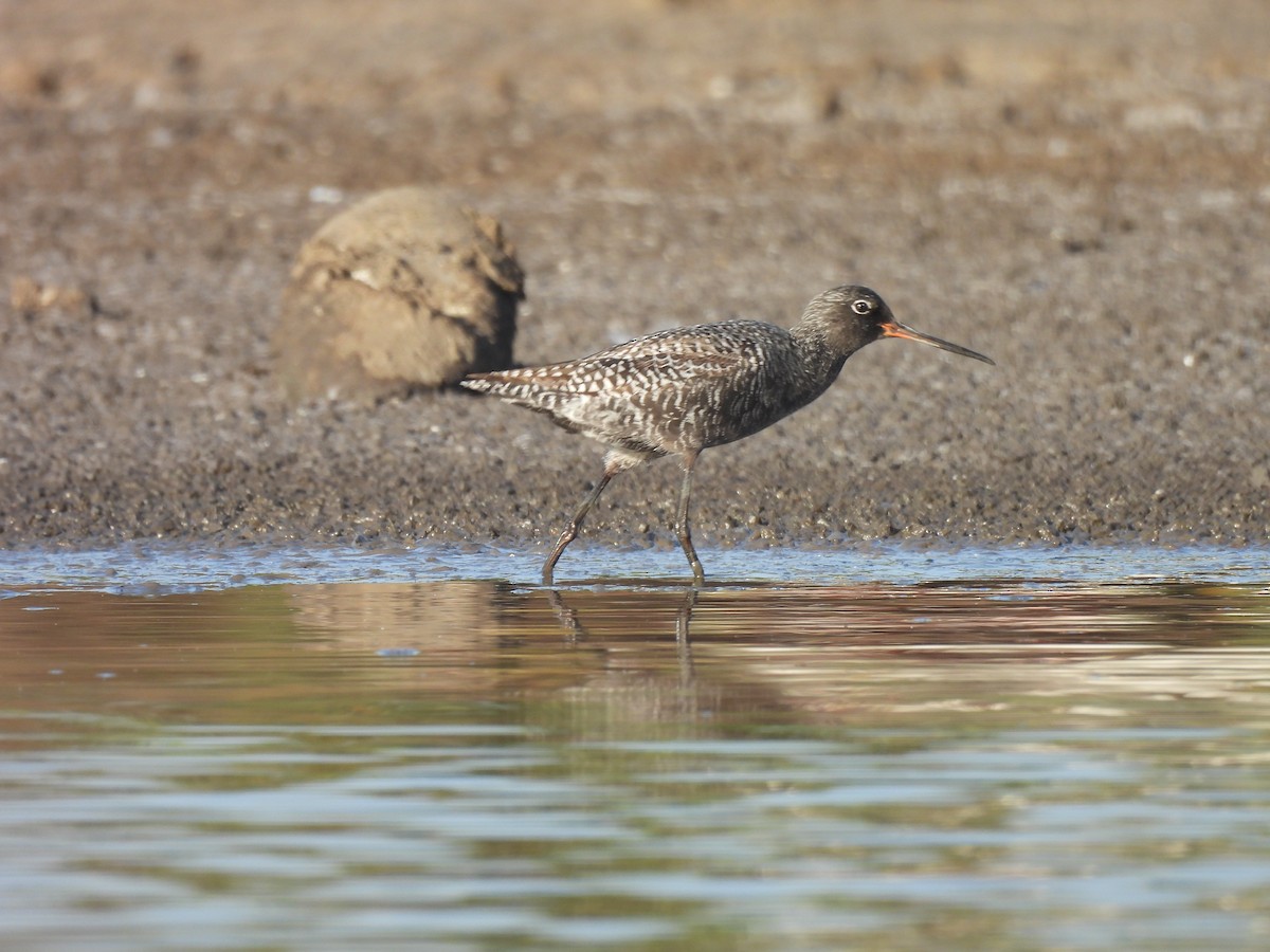 Spotted Redshank - ML618267601