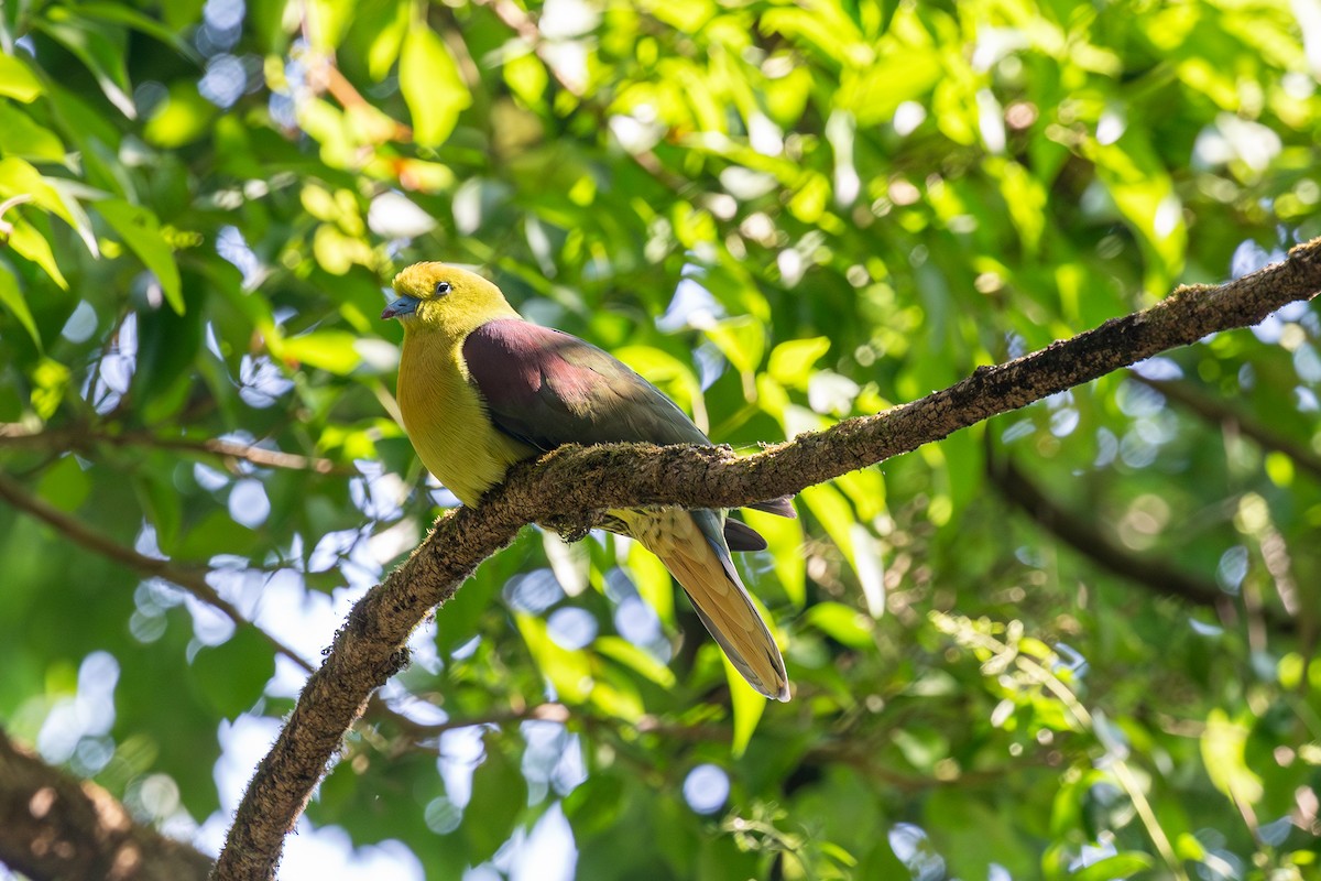 Wedge-tailed Green-Pigeon - ML618267613