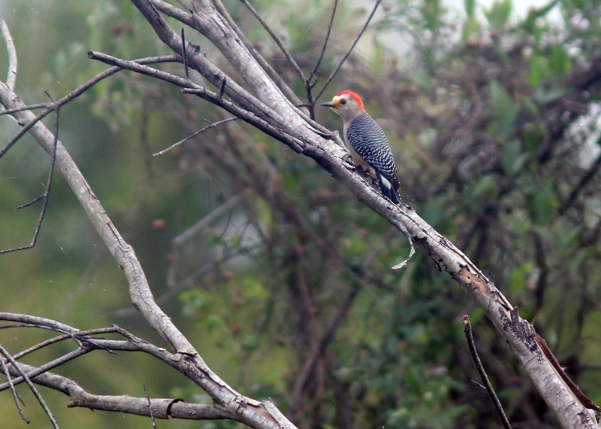 Yucatan Woodpecker - ML618267623